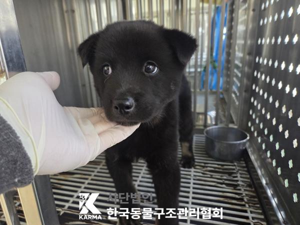 한국동물구조관리협회_441398202500559